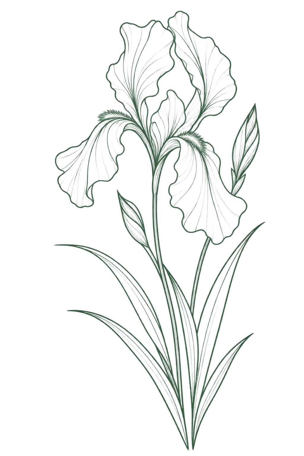 Elegant Green Iris Botanical Line Art - NB