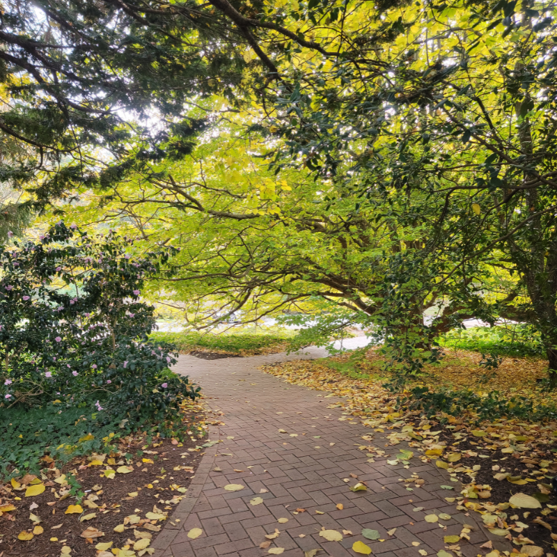 Garden path A Reason 4 Being paved pathway beaneath yellow and green leafed trees